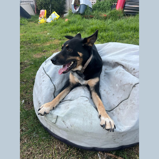 Photo of Pollux