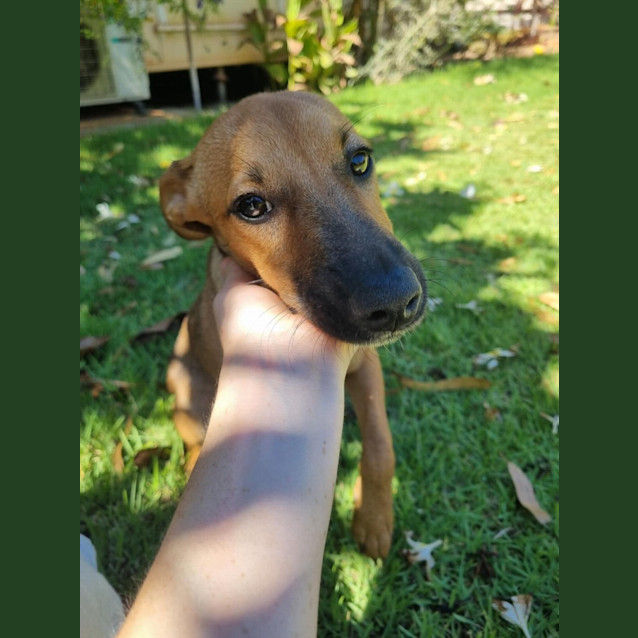 Photo of Reaper (Nyirti)