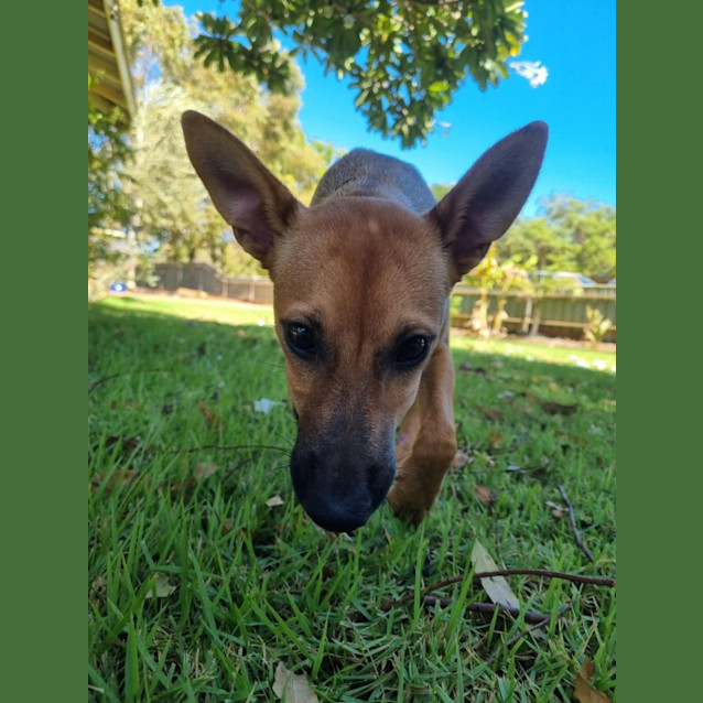 Photo of Reaper (Nyirti)