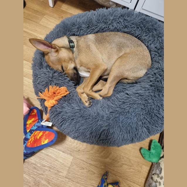 Photo of Reaper (Nyirti)