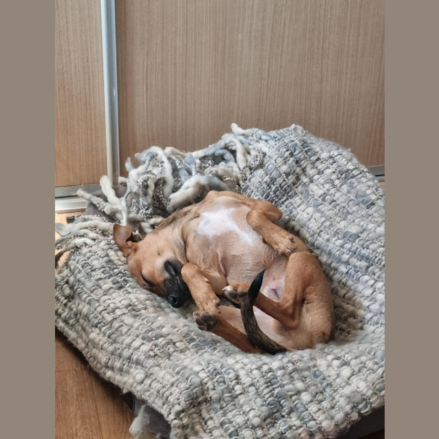 Photo of Reaper (Nyirti)