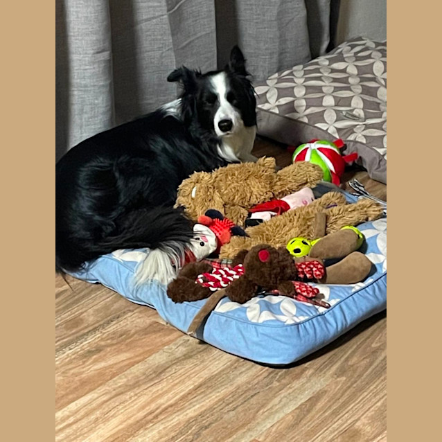 Photo of Indie