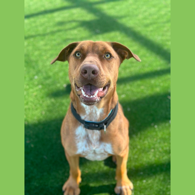 Photo of Petrie Imp 1197