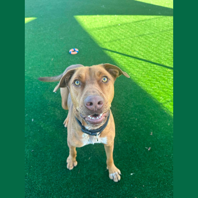 Photo of Petrie Imp 1197