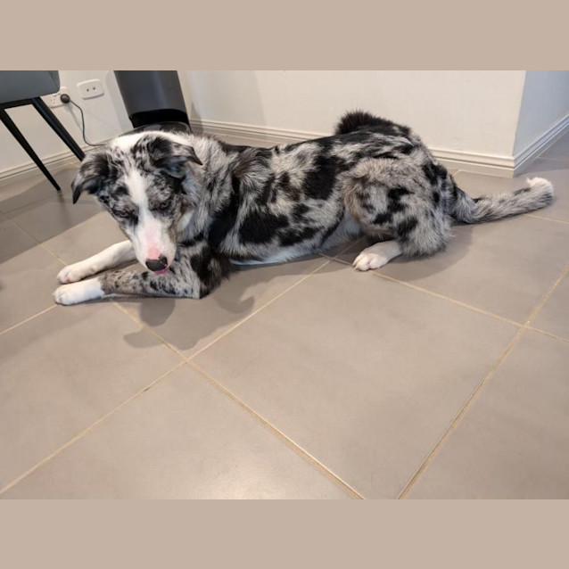 Photo of Rocky   10 Month Old Border Collie (Trial)