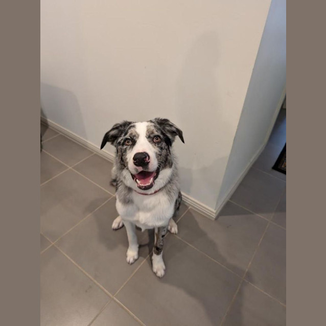Photo of Rocky   10 Month Old Border Collie (Trial)