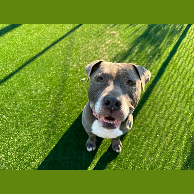 Photo of Wombat Imp 101