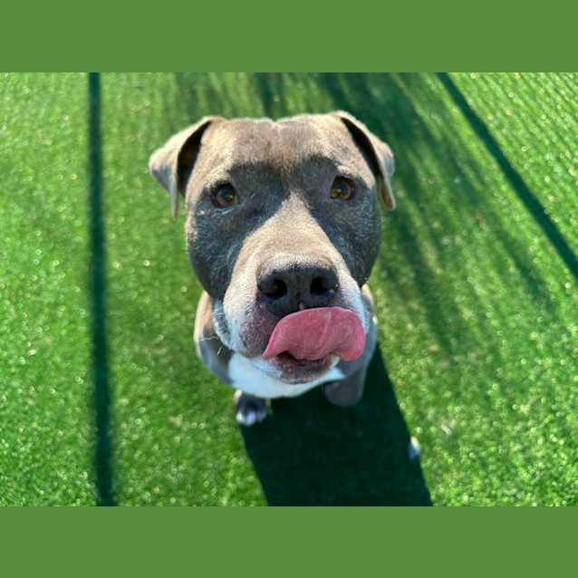 Photo of Wombat Imp 101