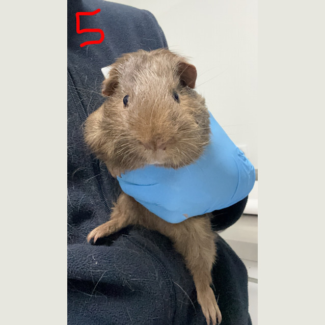 Photo of Wombat