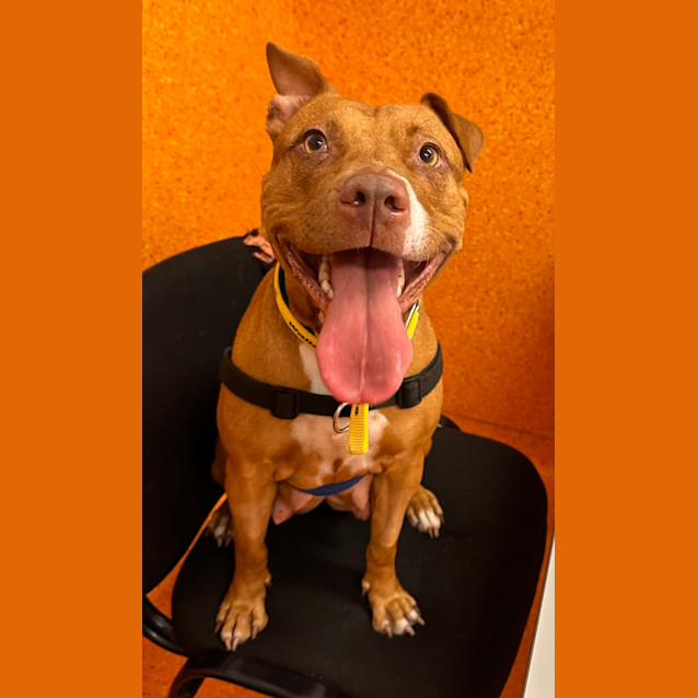 Photo of Harley Girl