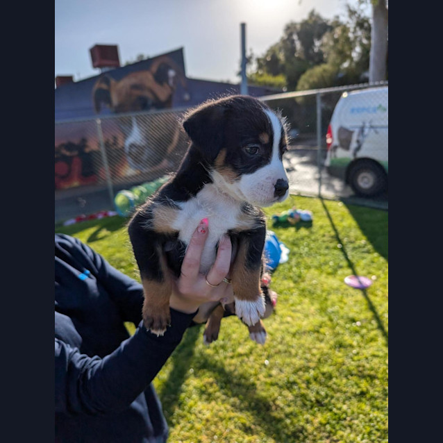 Photo of Shepherd