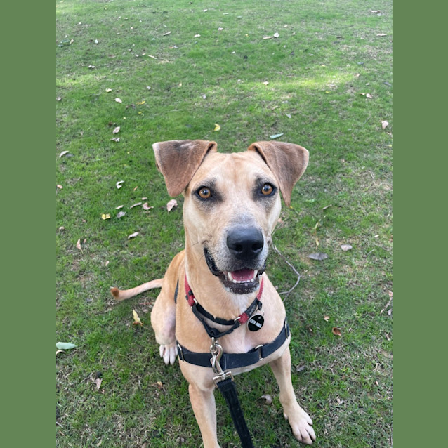 Photo of Scout