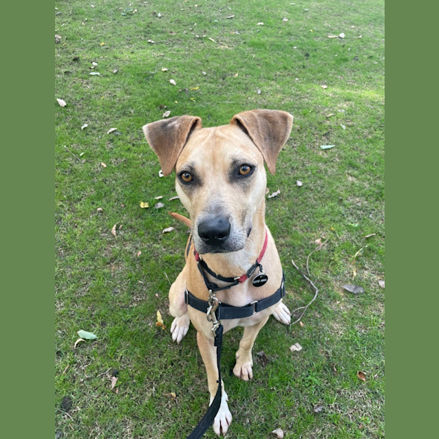 Photo of Scout
