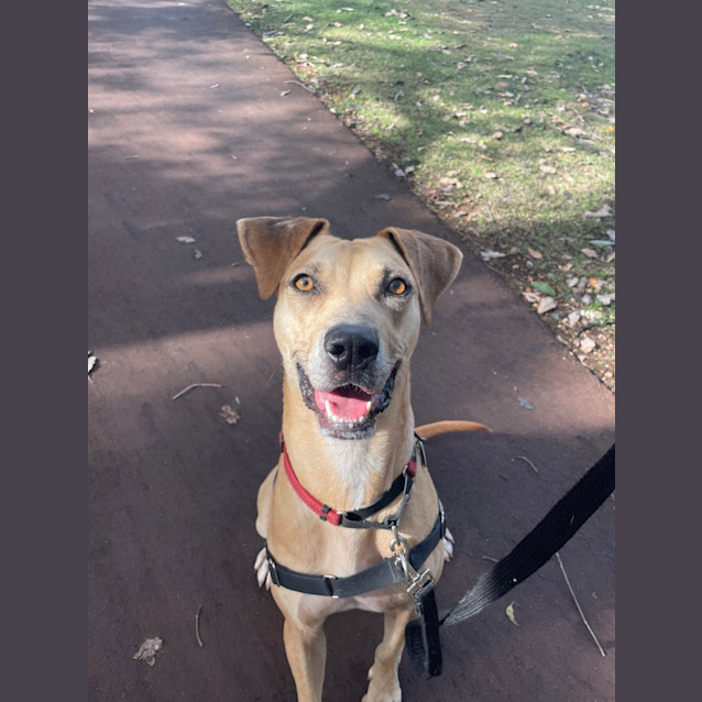 Photo of Scout