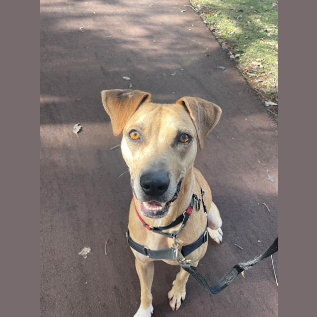 Photo of Scout