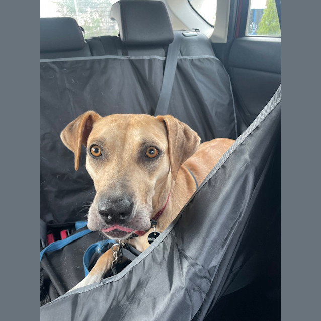 Photo of Scout
