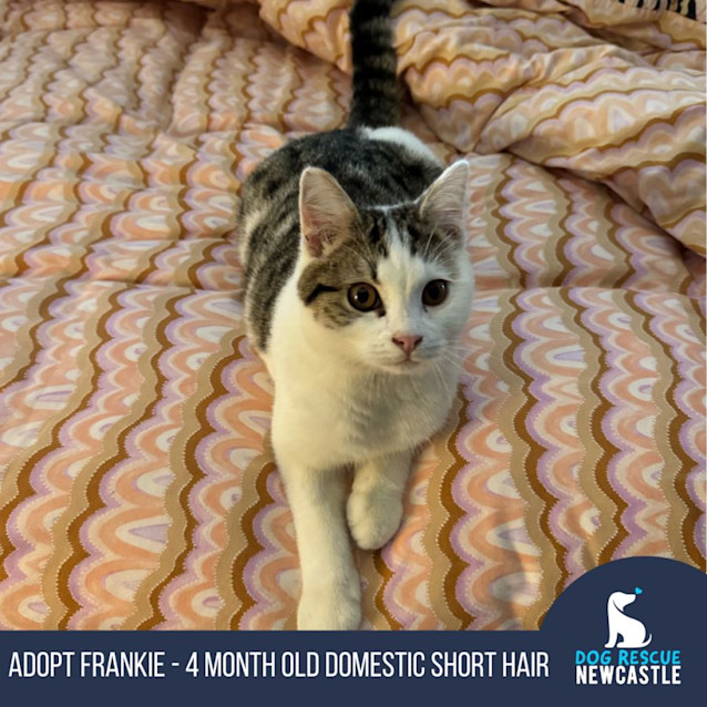 Photo of Frankie   4 Month Old Domestic Short Hair (Trial)
