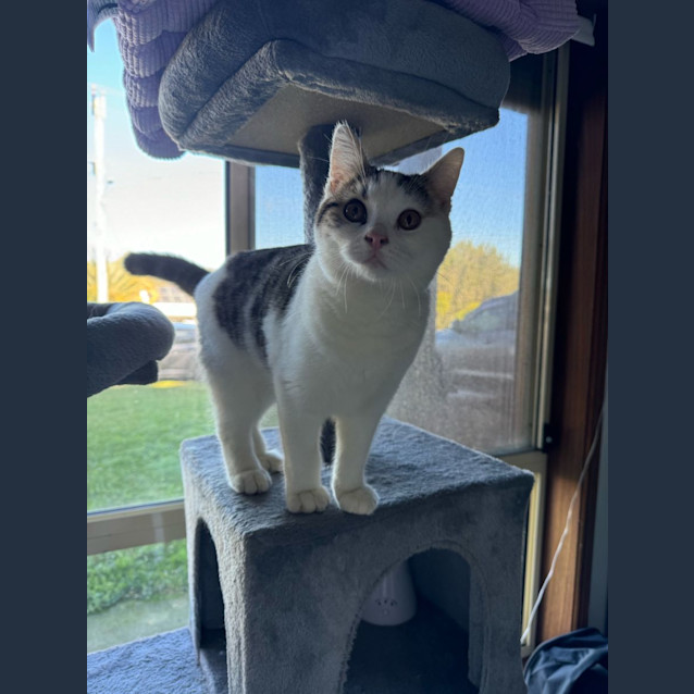 Photo of Frankie   4 Month Old Domestic Short Hair (Trial)