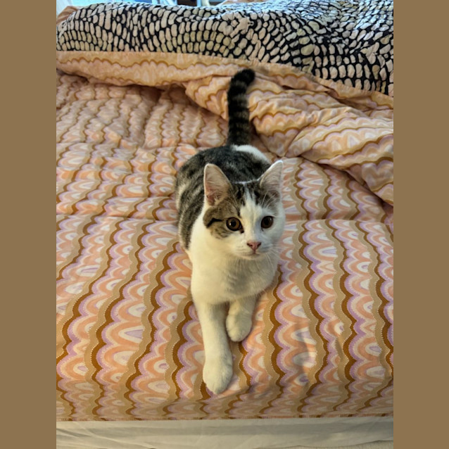 Photo of Frankie   4 Month Old Domestic Short Hair (Trial)