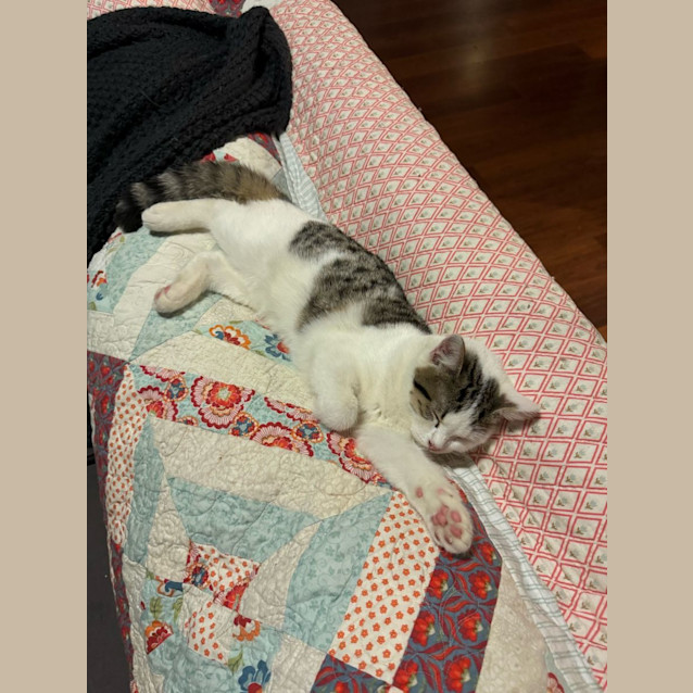 Photo of Frankie   4 Month Old Domestic Short Hair (Trial)