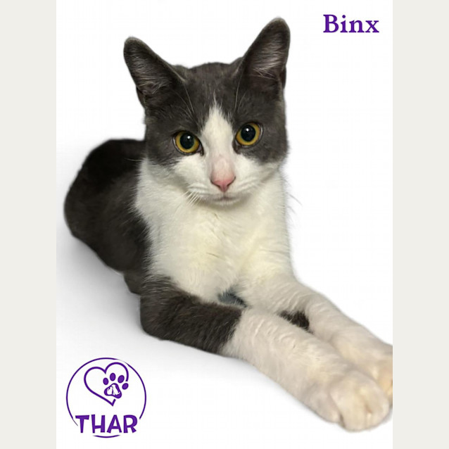 Photo of Binx
