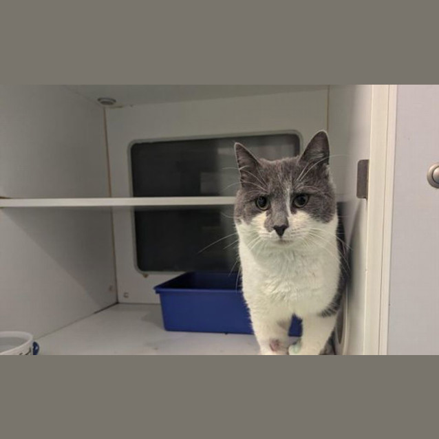 Photo of Maverick