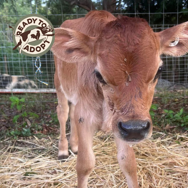 Photo of Milo And Snickers