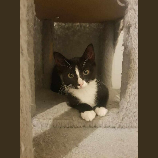 Photo of Dot