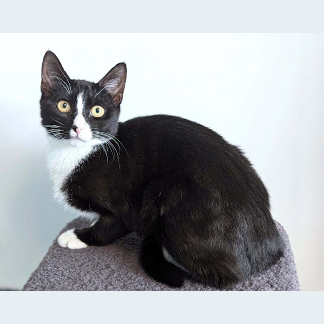 Photo of Dot