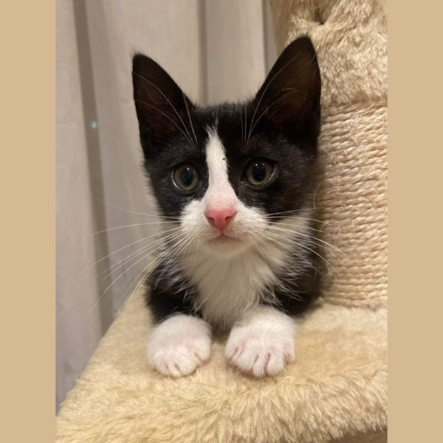 Photo of Alfie