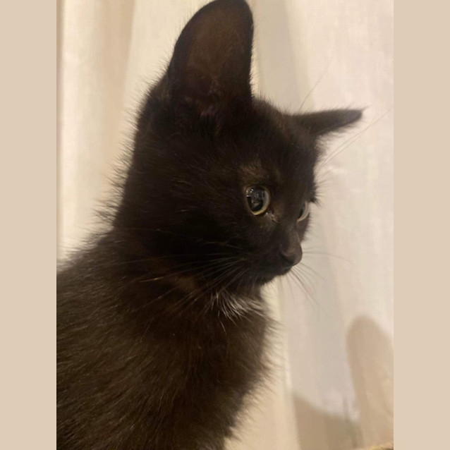 Photo of Amos