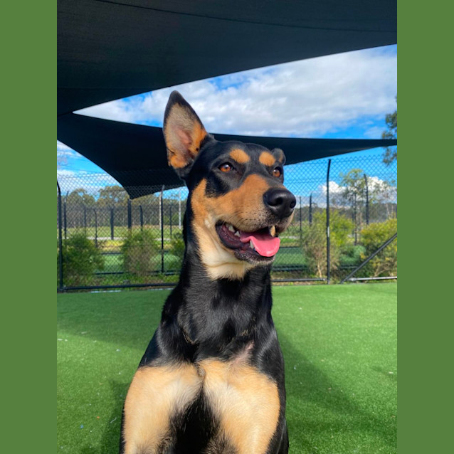 Photo of Lola Imp 849