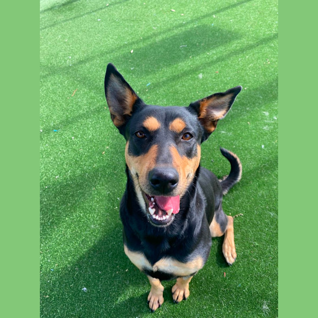 Photo of Lola Imp 849