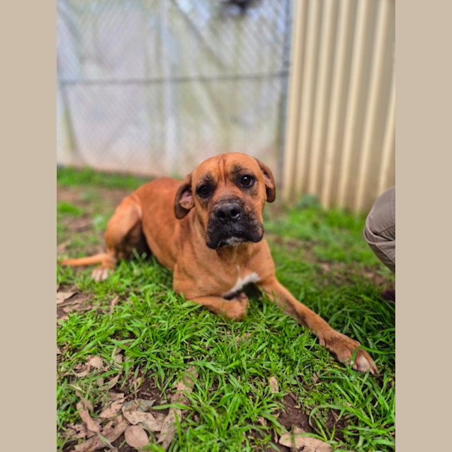Photo of Honey