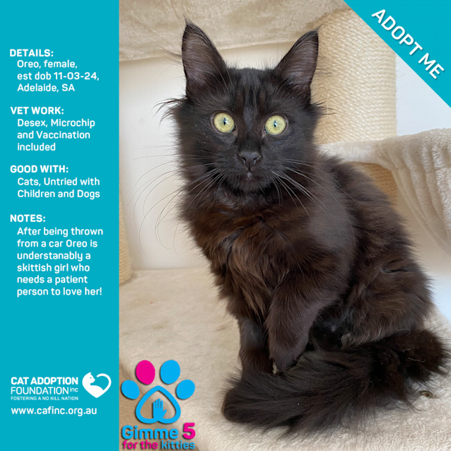 Photo of Oreo Just $50 Limited Time!