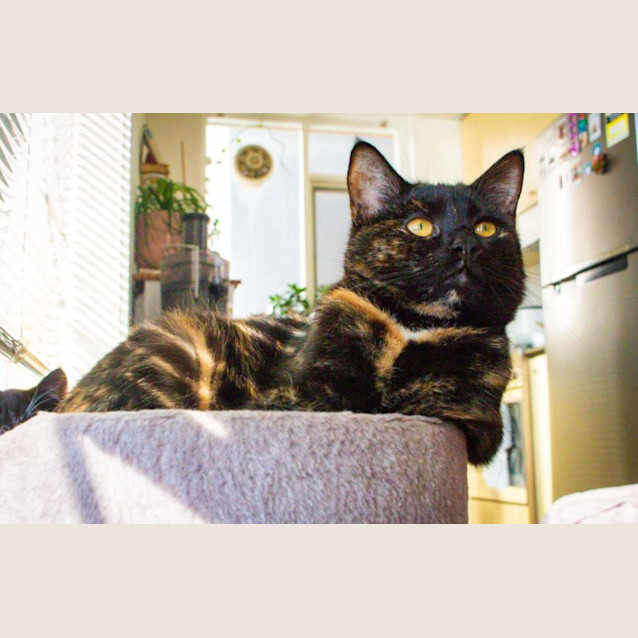 Photo of Siren Agatha