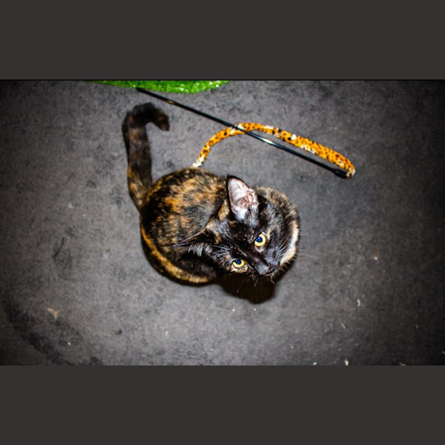 Photo of Siren Agatha