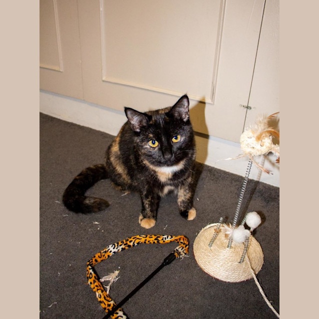 Photo of Siren Agatha