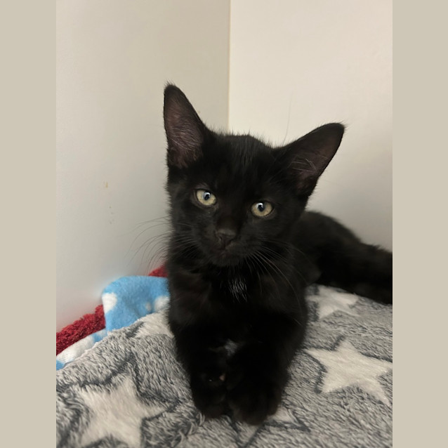Photo of Waffles