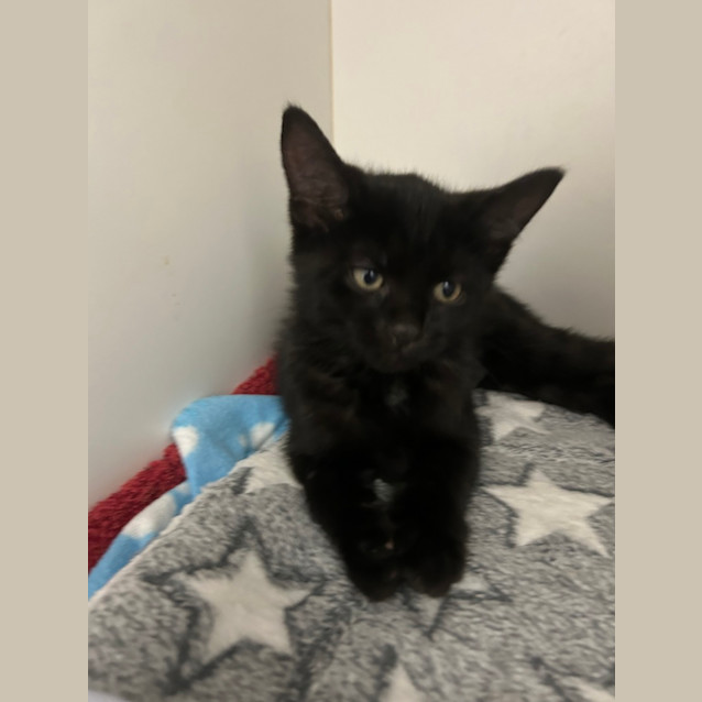 Photo of Waffles