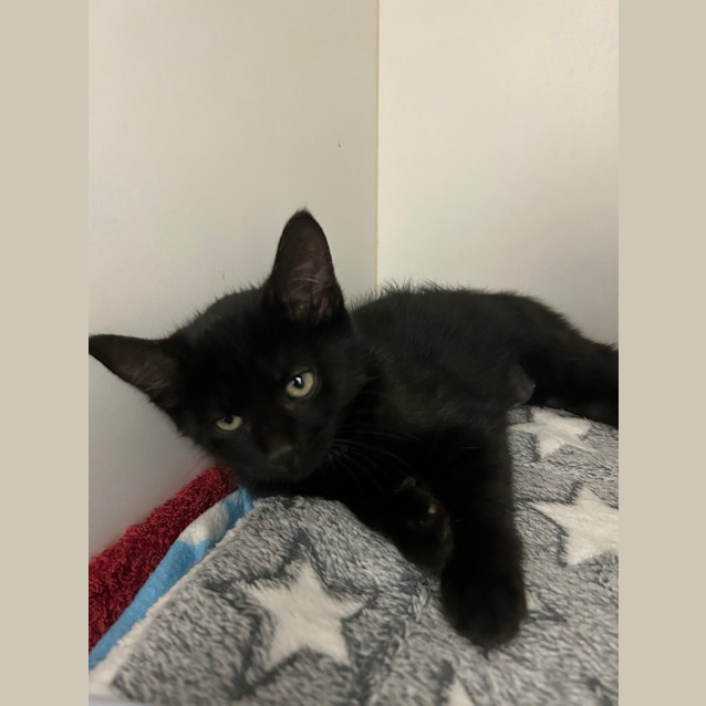 Photo of Waffles