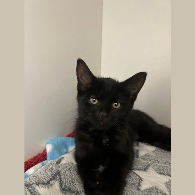 Photo of Waffles