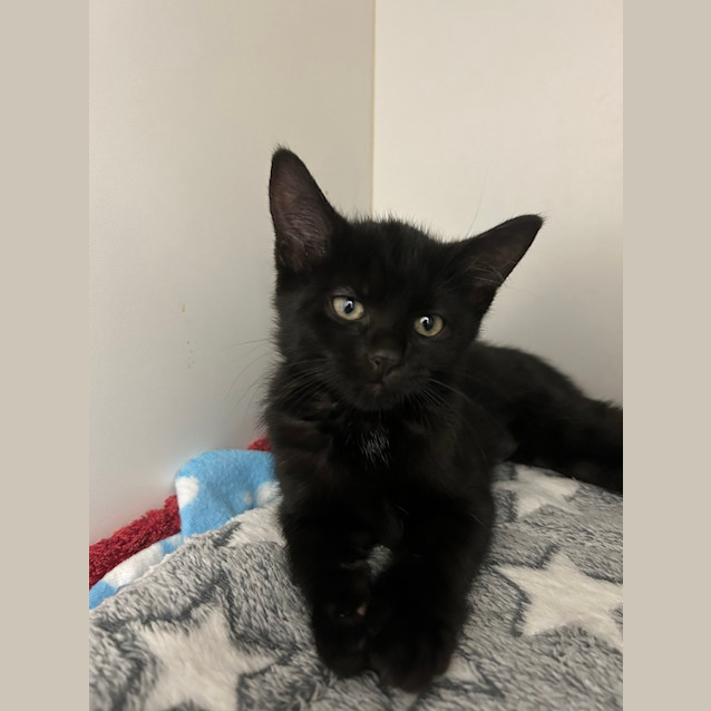 Photo of Waffles