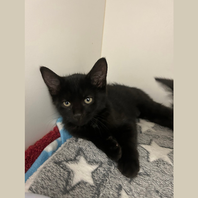 Photo of Waffles