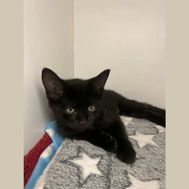 Photo of Waffles