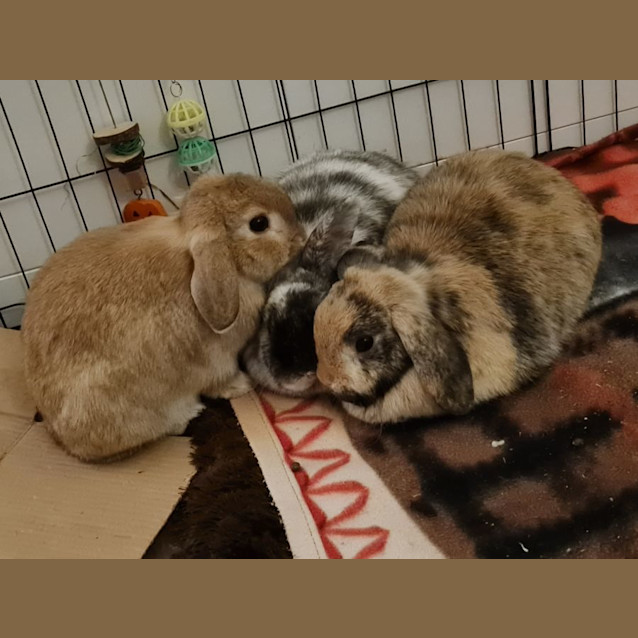 Photo of Roxanne, Remi, & Rain