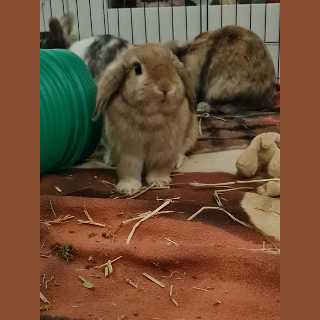 Photo of Roxanne, Remi, & Rain