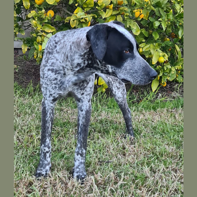 Braxley Medium Male German Shorthaired Pointer x Australian Stumpy