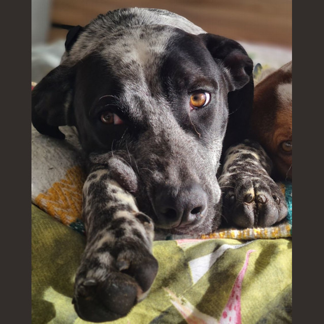 Photo of Braxley 