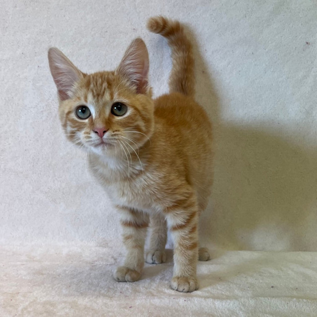 Photo of Oliver